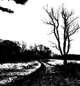 bw-image-tree